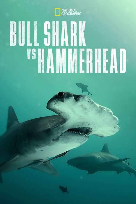 Bull Shark vs. Hammerhead